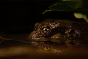 Image showing Toad in murky water