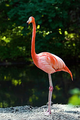 Image showing Flamingo