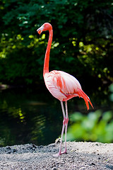 Image showing Flamingo