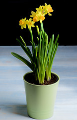 Image showing Yellow Daffodils in Pot