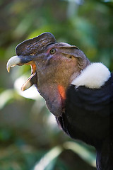 Image showing Andean Condor