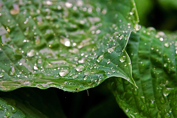 Image showing Leaves with water drops