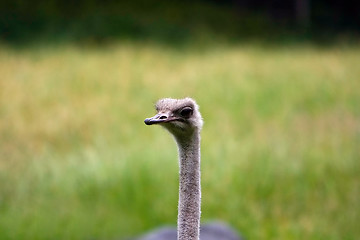 Image showing Cute Ostrich face