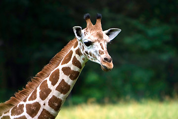 Image showing Cute Giraffe face