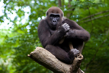 Image showing Gorilla in a tree