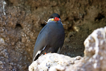 Image showing Inca Tern in a cliff