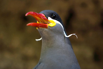 Image showing Beautiful Inca Tern