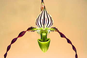 Image showing Orchid flower