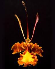 Image showing Butterfly Orchid