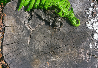 Image showing Fern Leaves On A Wooden Background