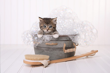 Image showing Cute Kitten in Washtub Getting Groomed By Bubble Bath