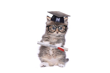 Image showing Kitten Graduating With Diploma