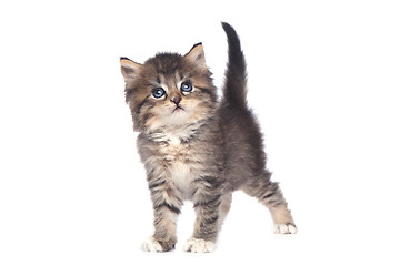 Image showing Cute Tiny Kitten on a White Background