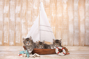 Image showing Cute Kittens in a Sailboat With Ocean Theme