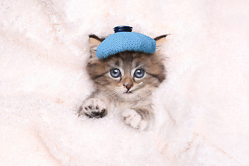 Image showing Sick Kitten With Ice Bag and Thermometer 