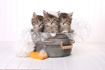 Image showing Cute Kittens in Washtub Getting Groomed By Bubble Bath