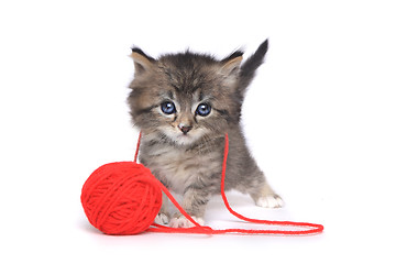 Image showing Tiny Kitten Playing With Red Ball of Yarn