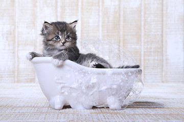 Image showing Tiny Kitten in a Bathtub With Bubbles 