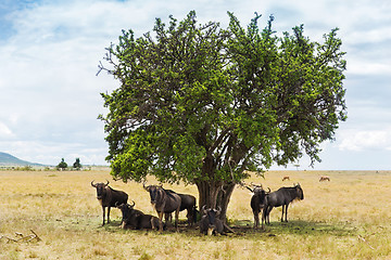 Image showing wildebeests grazing in savannah at africa