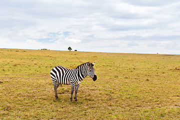 Image showing zebra grazing in savannah at africa