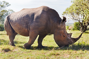 Image showing rhino grazing in savannah at africa