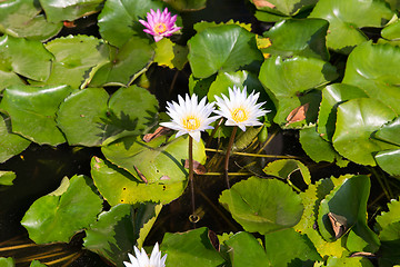 Image showing white water lilies in pond