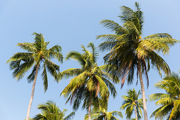 Image showing green palm trees ove blue sky