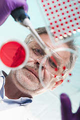 Image showing Senior life science researcher grafting bacteria.