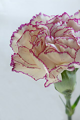 Image showing White Terry carnation flower on white