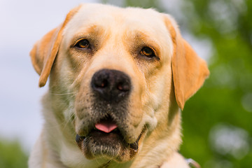 Image showing Labrador retriever dog in park