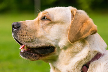 Image showing Labrador retriever dog in park