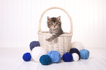 Image showing Cute Kitten in a Basket With Yarn on White