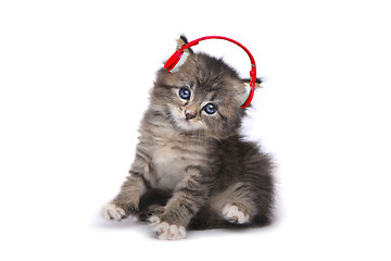 Image showing Kitten on a White Background Listening to Music