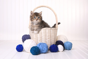 Image showing Cute Kitten in a Basket With Yarn on White