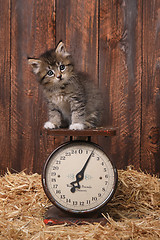 Image showing Adorable Kitten on Antique Vintage Scale