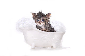 Image showing Dripping Wet Kitten on White 