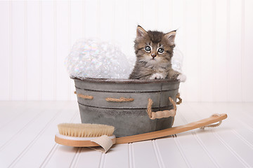 Image showing Cute Kitten in Washtub Getting Groomed By Bubble Bath