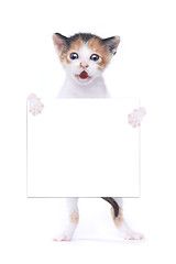 Image showing Baby Calico Kitten With Surprise Expression On White Background