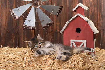 Image showing Cute Kitten in a Barn Setting With Straw