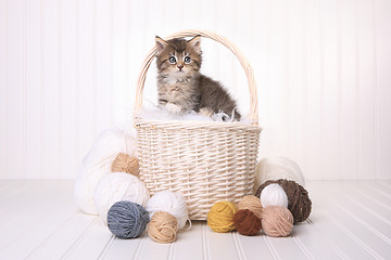 Image showing Cute Kitten in a Basket With Yarn on White