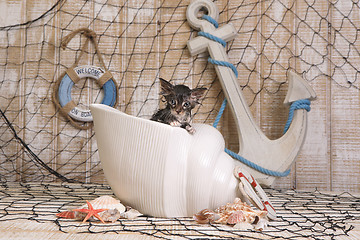 Image showing Dripping Wet Kitten on Ocean Themed Background