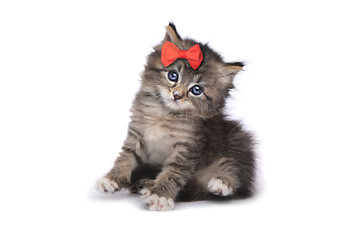 Image showing Cute Tiny Kitten on a White Background