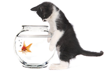 Image showing Kitten Looking at Goldfish in a Bowl