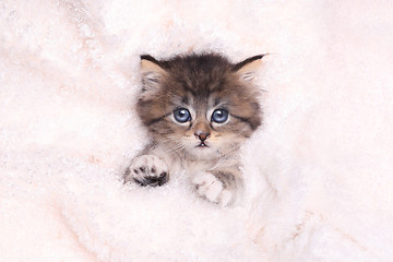 Image showing Kitten Lying in Bed With Blanket