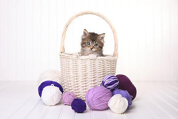 Image showing Cute Kitten in a Basket With Yarn on White