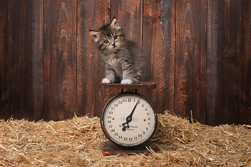 Image showing Adorable Kitten on Antique Vintage Scale