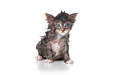 Image showing Dripping Wet Kitten on White 