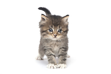 Image showing Cute Tiny Kitten on a White Background