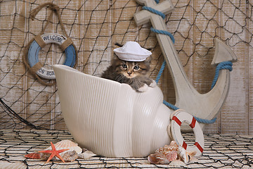 Image showing Kitten on Ocean Themed Background