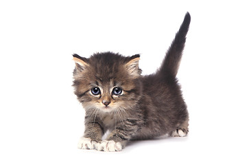 Image showing Cute Tiny Kitten on a White Background